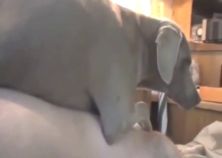 Greyhound fuck with a guy's tight asshole
