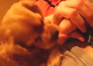 Dog shows what it can do with a guy's cock
