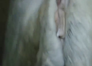 Mare with a nice pussy gets dicked deeper