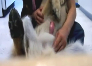 Handjob zoophile porn with nice stroking