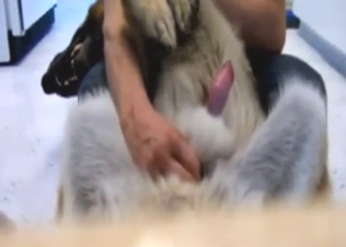 Handjob zoophile porn with nice stroking