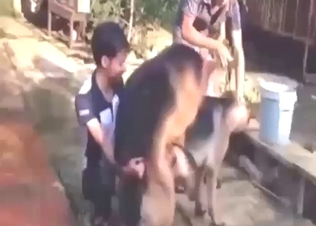 Mixed zoo porn with all kinds of hot fucking