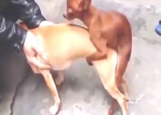 Mixed zoo porn with all kinds of hot fucking