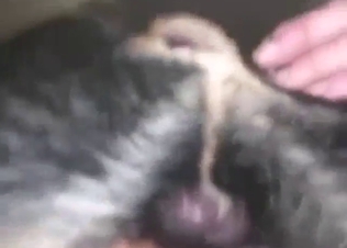 Bestiality sex looks damn sex with a dog dick