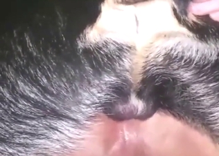 Bestiality sex looks damn sex with a dog dick