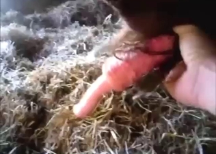 Bull has a nice-looking cock, ready for foreplay