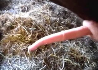 Bull has a nice-looking cock, ready for foreplay