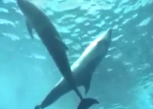 Dolphin porn showing wet underwater fucking