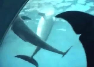 Dolphin porn showing wet underwater fucking