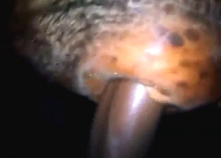 Bull porn movie with the beast taking him inside