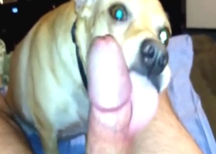 Dog porn movie with a beast licking that hot boner
