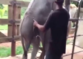 Donkey fuck with two beasts that want orgasms