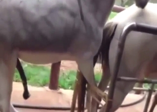 Donkey fuck with two beasts that want orgasms