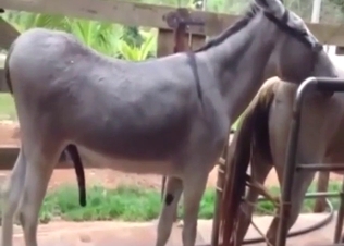 Donkey fuck with two beasts that want orgasms