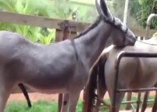 Donkey fuck with two beasts that want orgasms