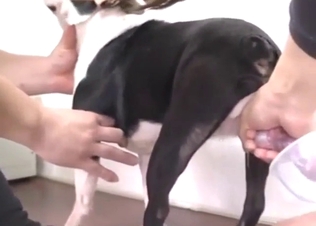 Fun bestiality porn with mutt cock getting drained