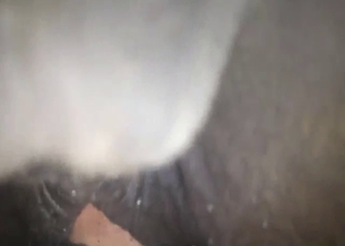 Female horse zoo XXX banging session in POV