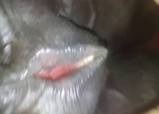 Female horse zoo XXX banging session in POV