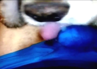 Oral sex in bestiality porn with a throbbing man