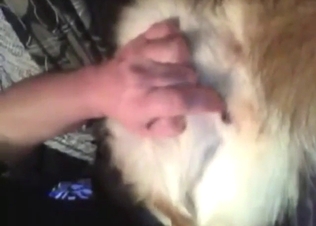 Latest zoo XXX shows a guy fingering that doggo