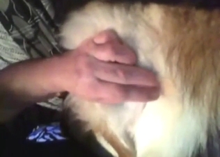 Latest zoo XXX shows a guy fingering that doggo