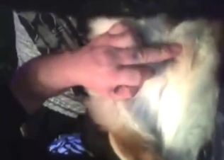 Latest zoo XXX shows a guy fingering that doggo