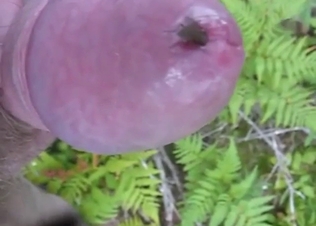 Flies in zoophile porn that comes across as taboo