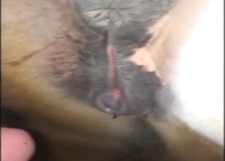 That mare deserves creampie in cute zoo porn