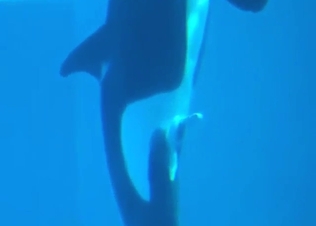 Every zoophile wants to see whale fucking