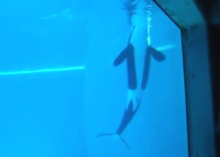 Every zoophile wants to see whale fucking