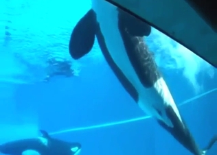 Every zoophile wants to see whale fucking