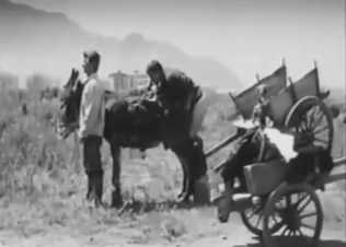 Vintage B&W zoo porn with a donkey taking dick
