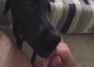 Dog featured in bestiality porn with lotsa licking