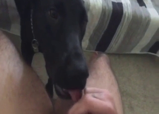 Dog featured in bestiality porn with lotsa licking