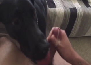 Dog featured in bestiality porn with lotsa licking