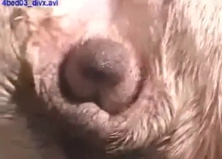 Fingering in zoophile porn, every hot hole exposed