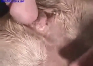 Fingering in zoophile porn, every hot hole exposed