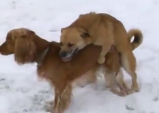 Outdoor zoophile porn with a sexy dog taking it