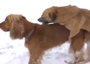 Outdoor zoophile porn with a sexy dog taking it