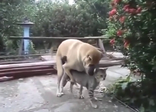 Interspecies zoo porn with dogs and cats fucking