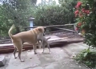 Interspecies zoo porn with dogs and cats fucking