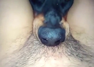 POV zoophile BJ scene with a slutty fucking dog