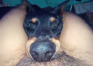 POV zoophile BJ scene with a slutty fucking dog