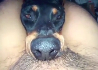 POV zoophile BJ scene with a slutty fucking dog