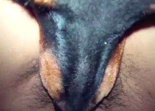 POV zoophile BJ scene with a slutty fucking dog