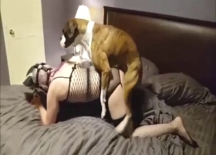 Wifey in sexy lingerie takes a dog's nice dick