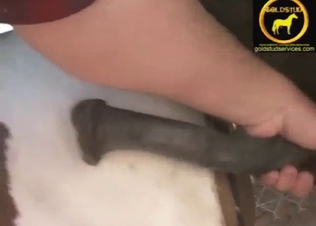 Horse cock handjob in zoo XXX movie with stroking