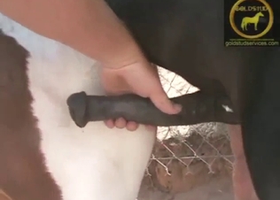 Horse cock handjob in zoo XXX movie with stroking