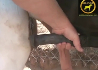 Horse cock handjob in zoo XXX movie with stroking