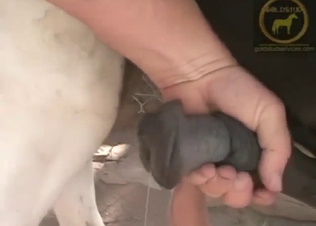 Horse cock handjob in zoo XXX movie with stroking